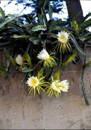 Cactus flowers on the garden wall 1998